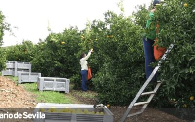 Condenan a una empresaria agrícola de Lebrija que tenía a 39 trabajadores en situación ilegal
