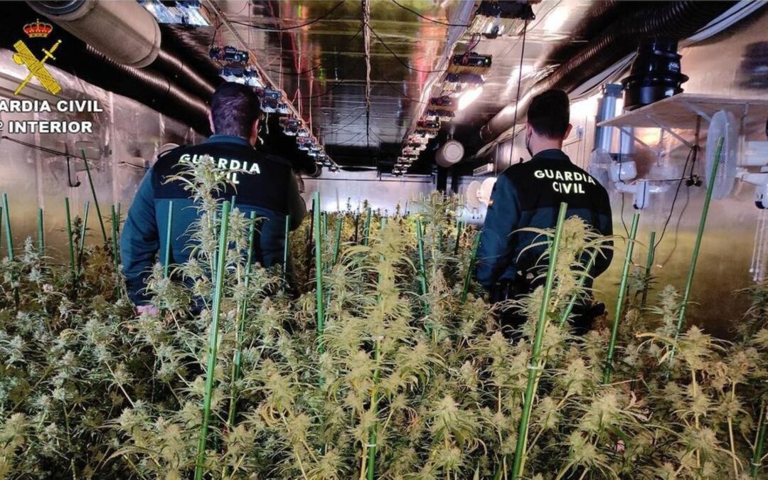 Cuatro narcos detenidos por matar a un hombre en Sevilla para robarle una plantación de marihuana