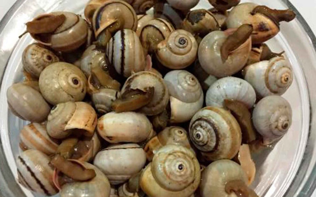Vuelve a Sevilla Caracolia, el Festival de caracoles y cabrillas