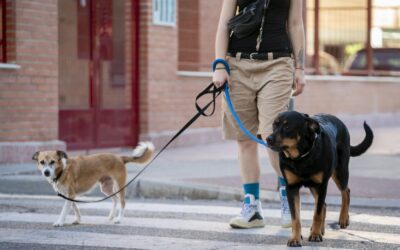 Condenado en Sevilla por maltrato a su perra: un caso que clama justicia