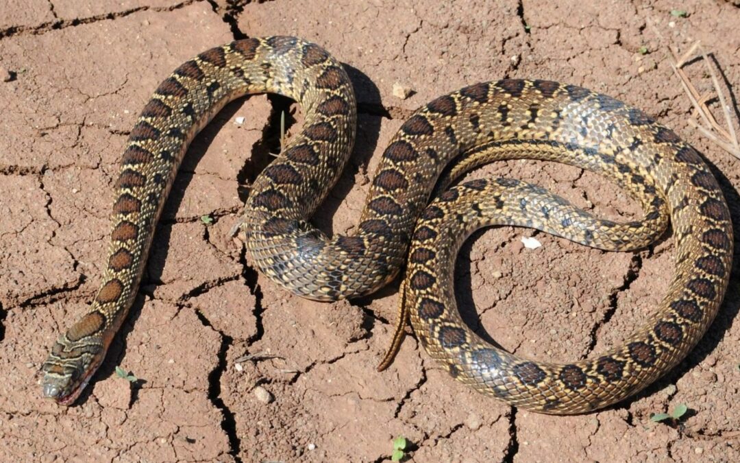 El Seprona salva la vida a un sevillano contando los dientes de la serpiente que le había mordido