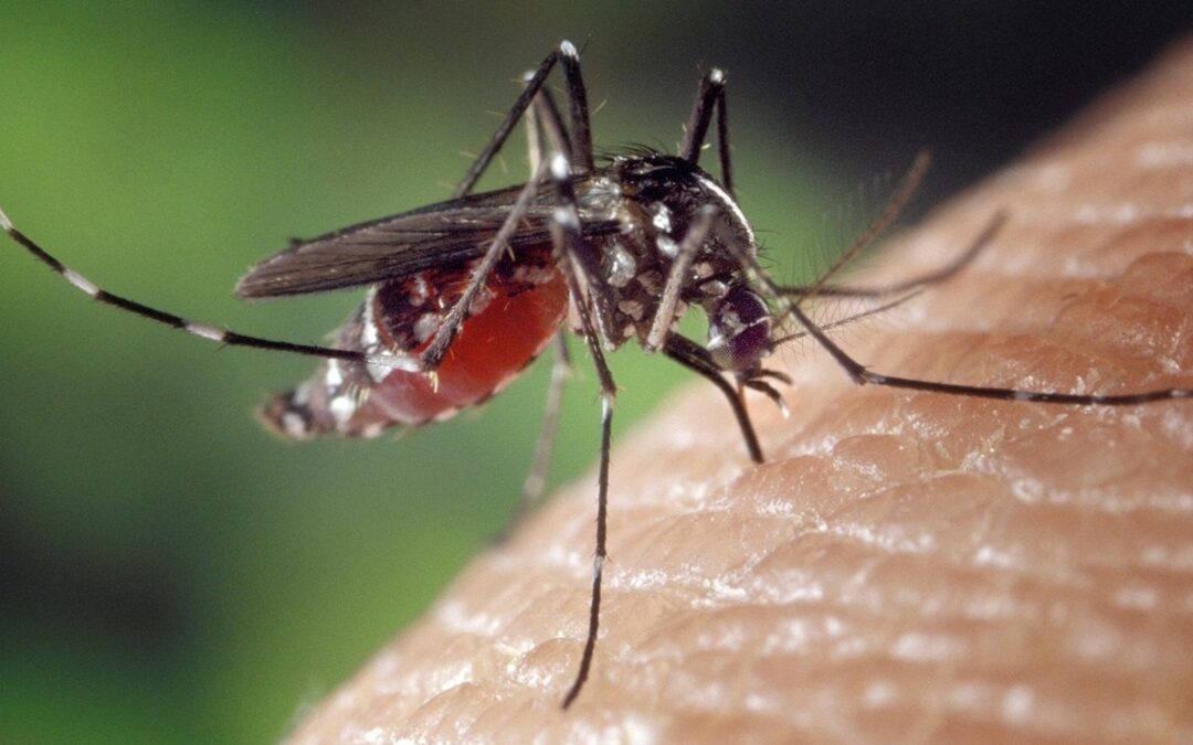 Fallece la navarra que se infectó en Utrera y eleva a seis las muertes por virus del Nilo este verano