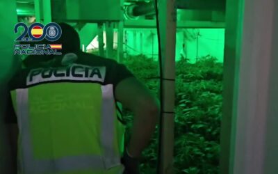 Desmantelan cuatro plantaciones de marihuana en la ciudad, con cuatro detenidos