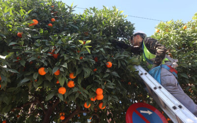 El Ayuntamiento de Sevilla espera recoger cerca de 7.000 toneladas de naranja amarga hasta finales de febrero