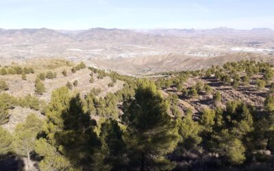 La Junta de Andalucía recoge un listado de 300 especies de flora en estado de amenaza para “garantizar su conservación”