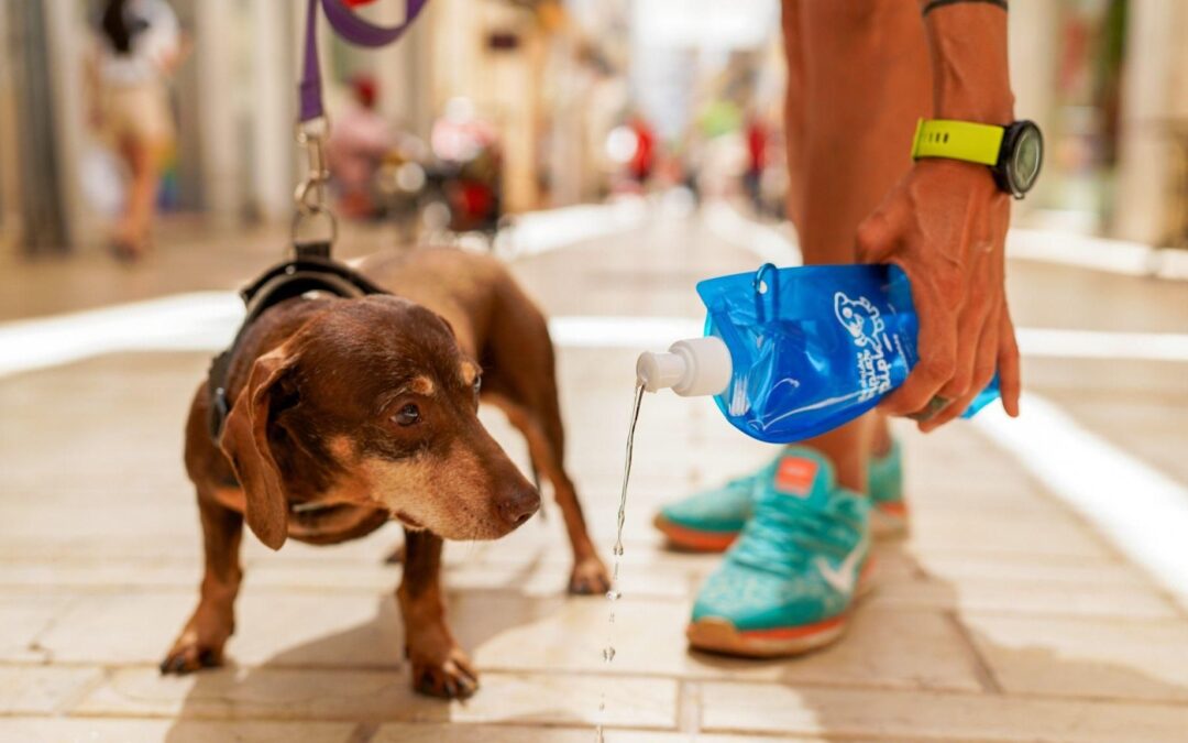 Condenada por amenazar a una vecina porque su perro se había hecho pipí en su casa: "Te voy a pisar la cabeza"