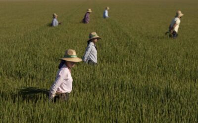 La producción de arroz se recupera tras dos años de sequía y es un 69% superior a la de la anterior campaña